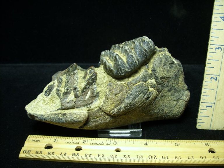 dinosaur molar tooth