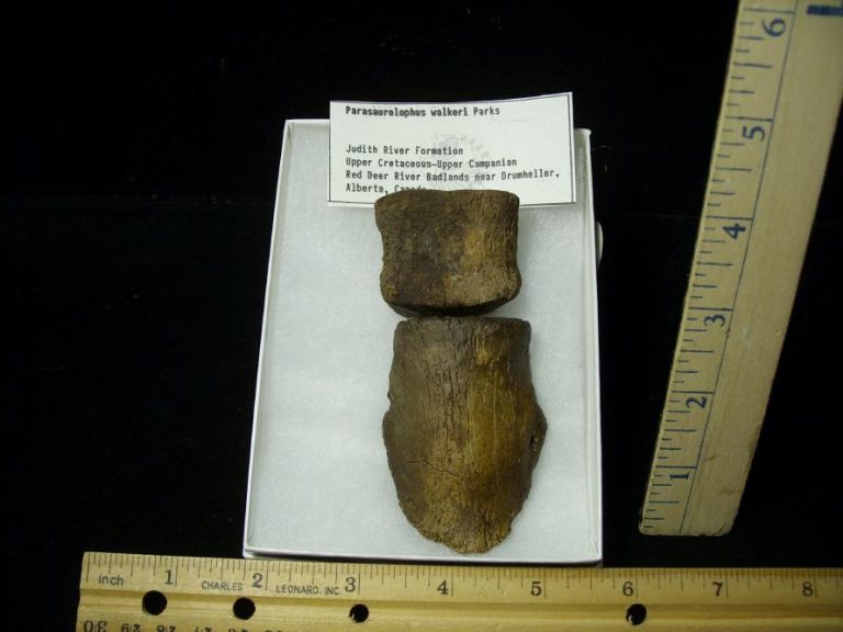 hadrosaur toe bone