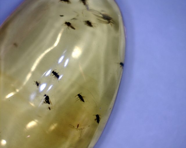 Dominican Amber Specimen with Flies (122420d)