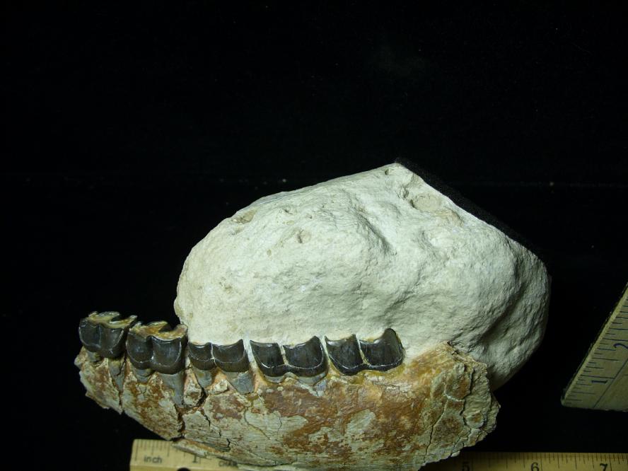 fossil teeth dinosaur