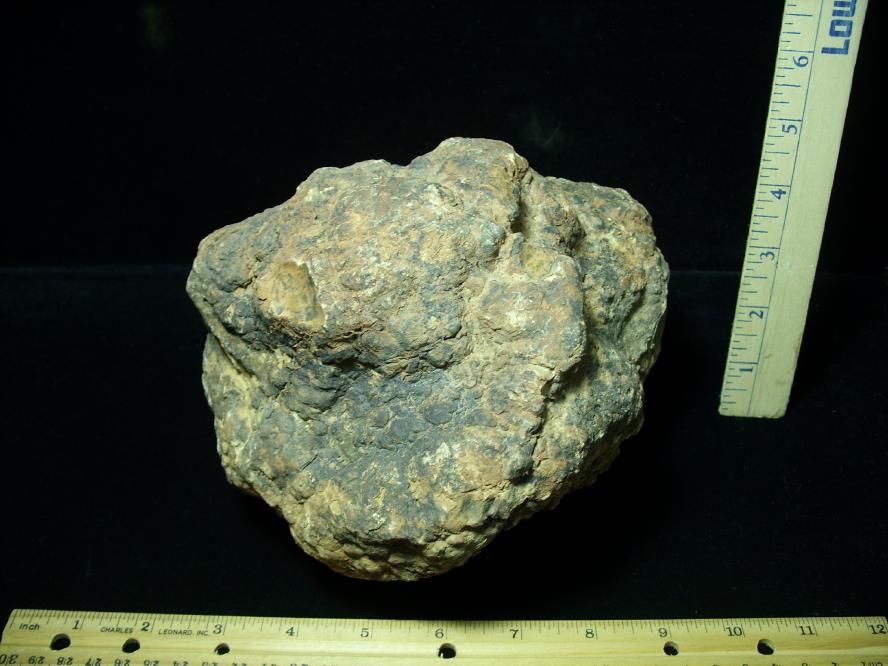 dinosaur coprolite for sale