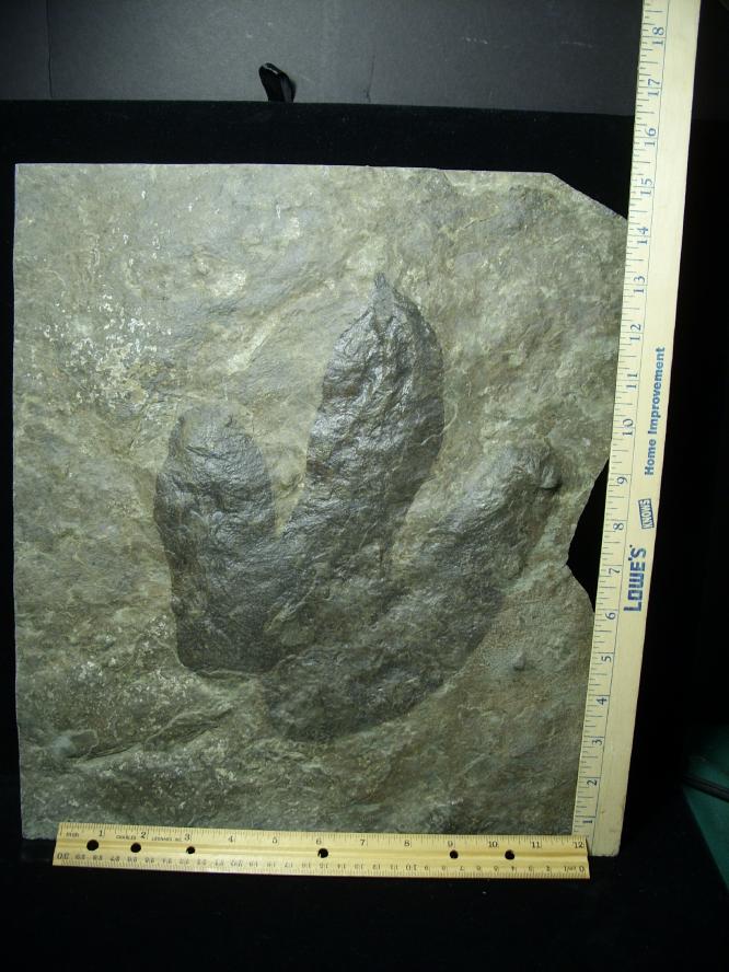 dinosaur footprints for sale