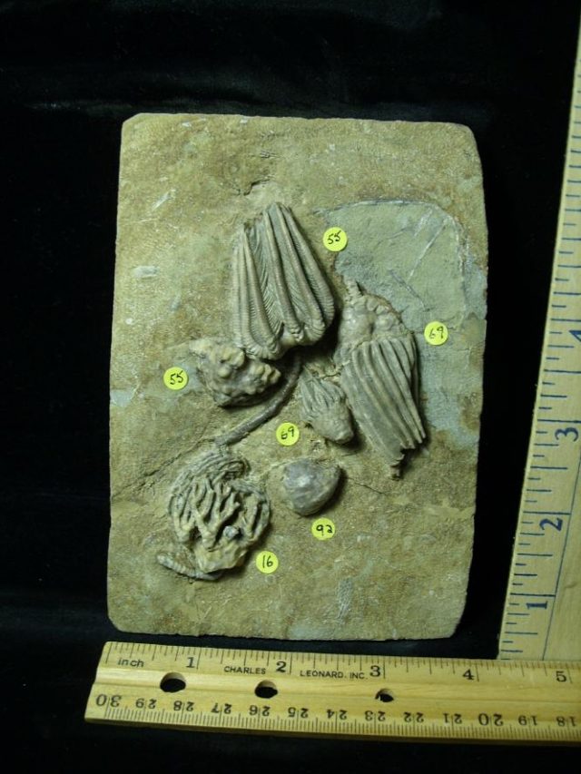 Multiple Indiana Crinoids Plate (010721j) - Image 2