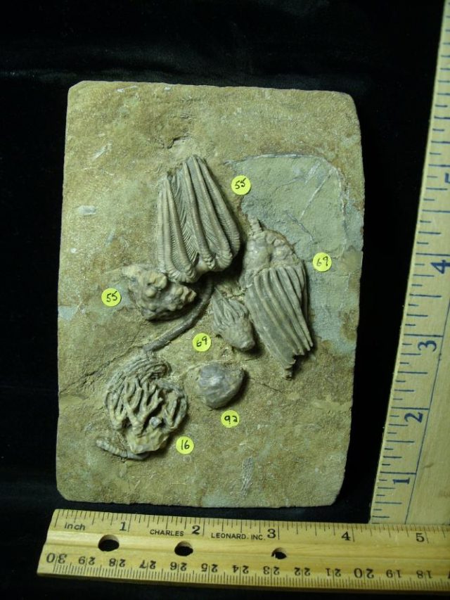 Multiple Indiana Crinoids Plate (010721j) - Image 3