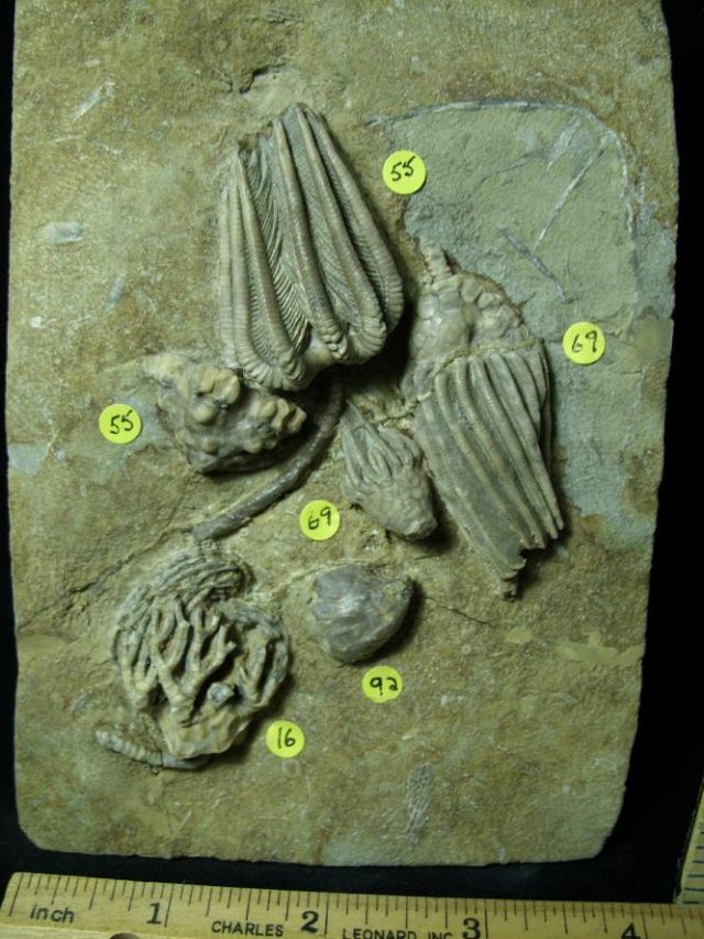 Multiple Indiana Crinoids Plate (010721j) - Image 4