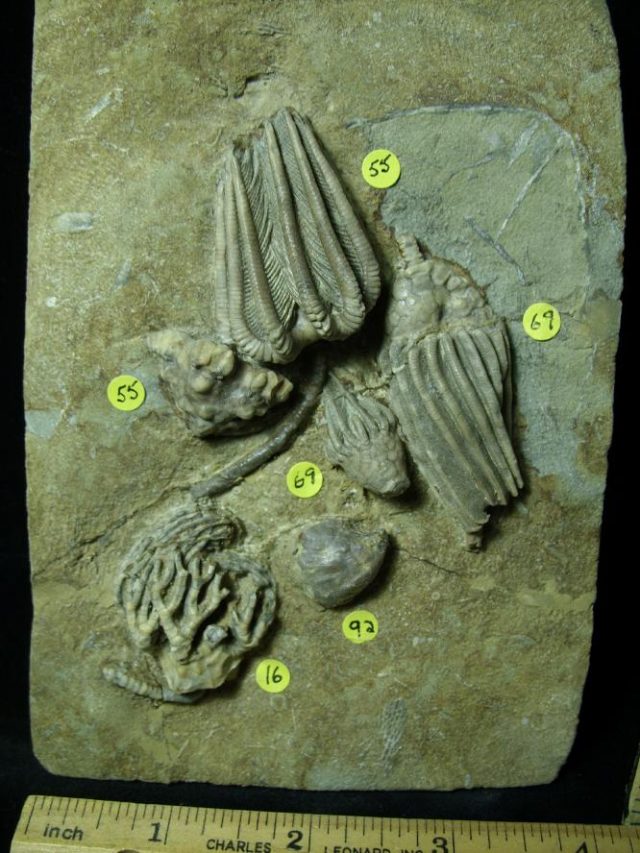 Multiple Indiana Crinoids Plate (010721j)