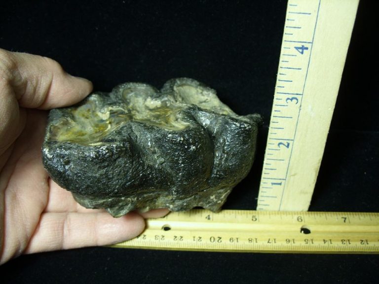 dinosaur molar