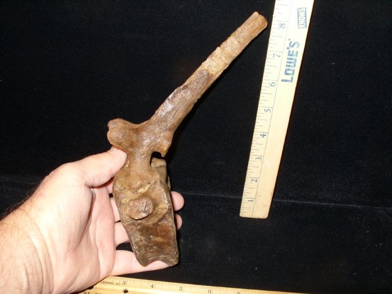 dinosaur tail vertebrae