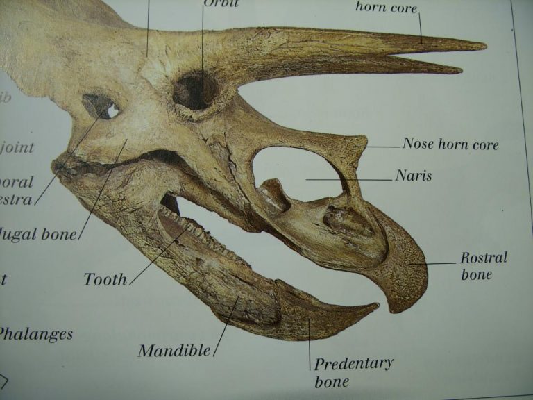 dinosaur with beak on head