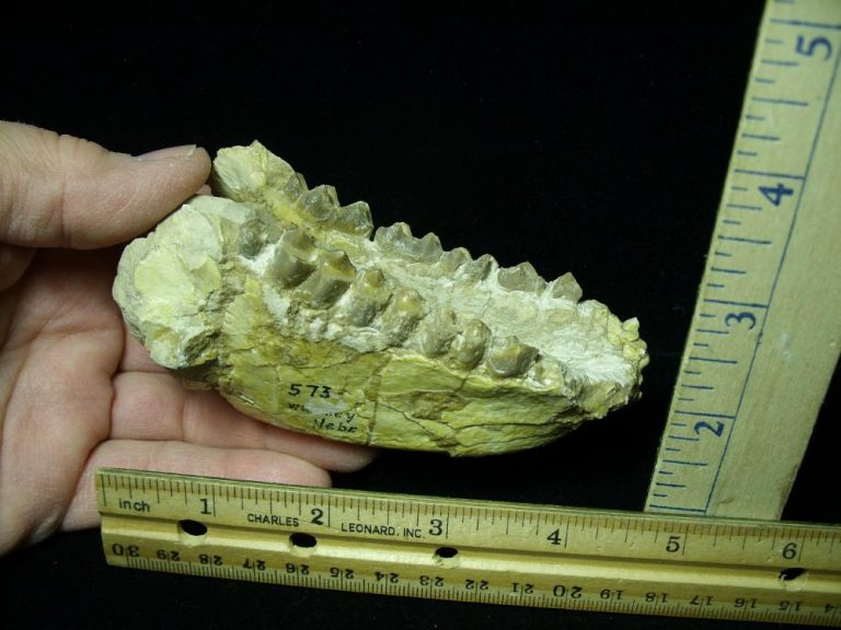 dinosaur jaw fossil