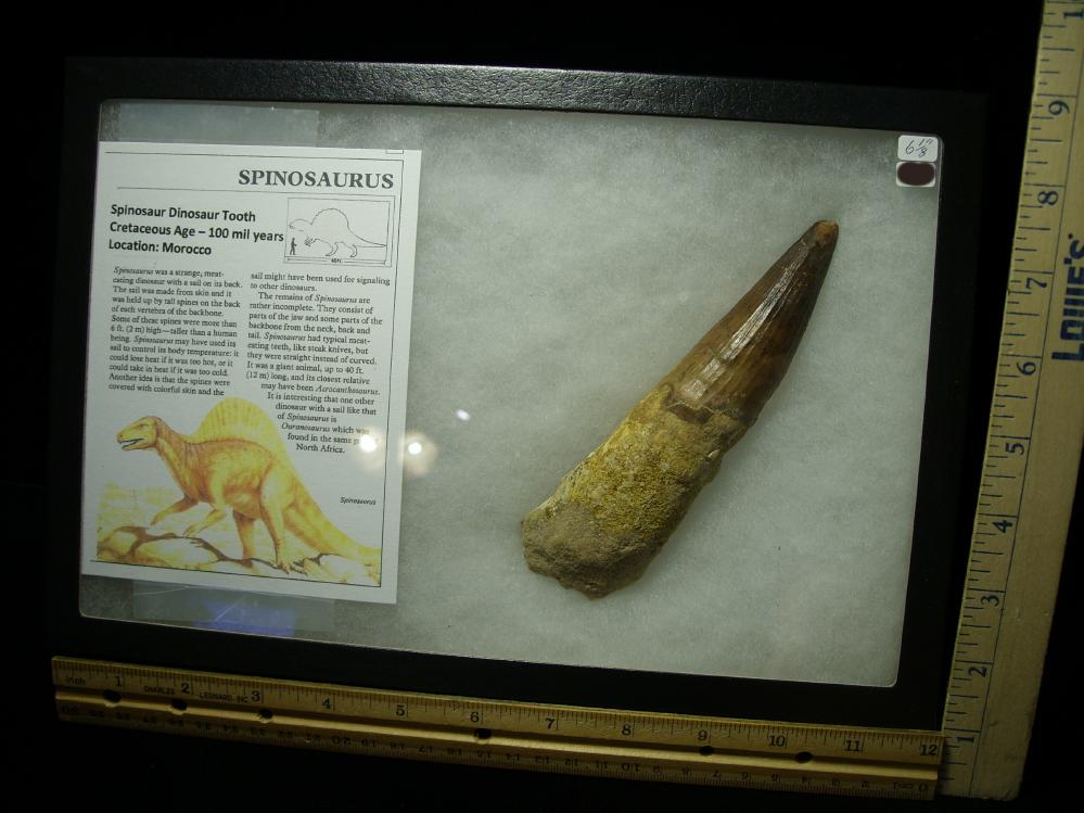 authentic dinosaur tooth