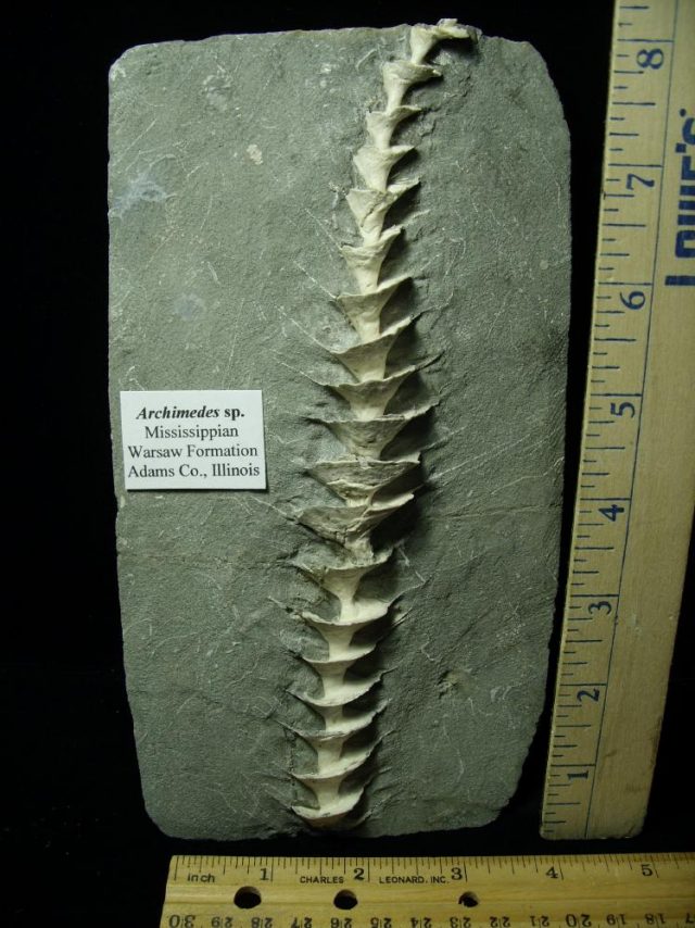 Archimedes Screw Fossil (021021g) 