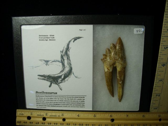 Basilosaurus aff isis –Whale (021521a)