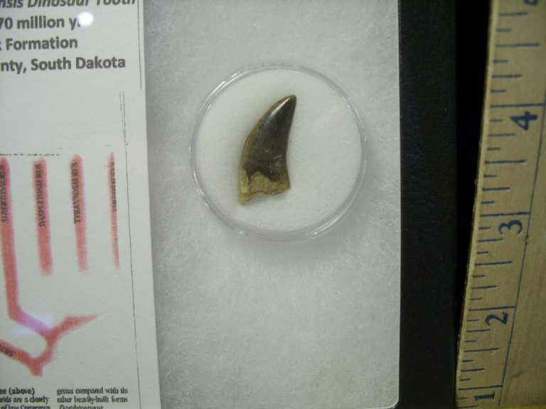 buy tyrannosaurus tooth