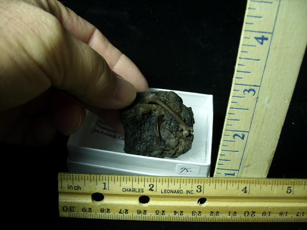 Rancho La Brea Formation Tar Pit Bird Bones (022121b) - The Stones ...