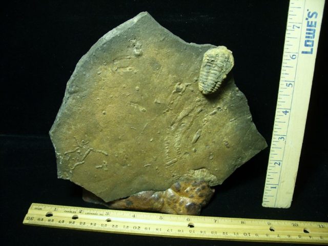 tracks fossils