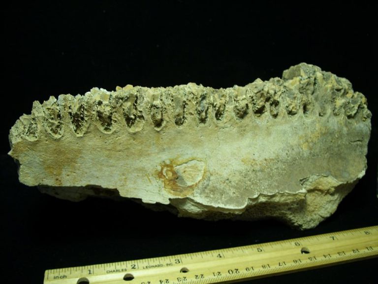 dinosaur jaw fossil