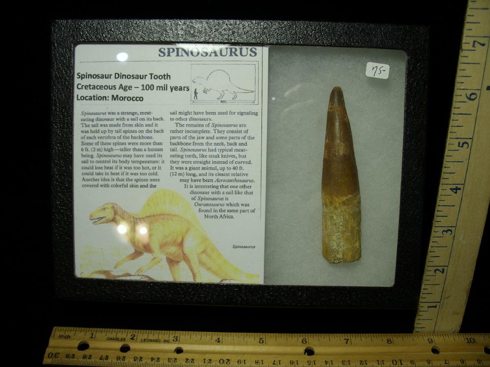 authentic dinosaur tooth