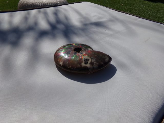 Large Ammonite with Iridescent Shell (040721e)