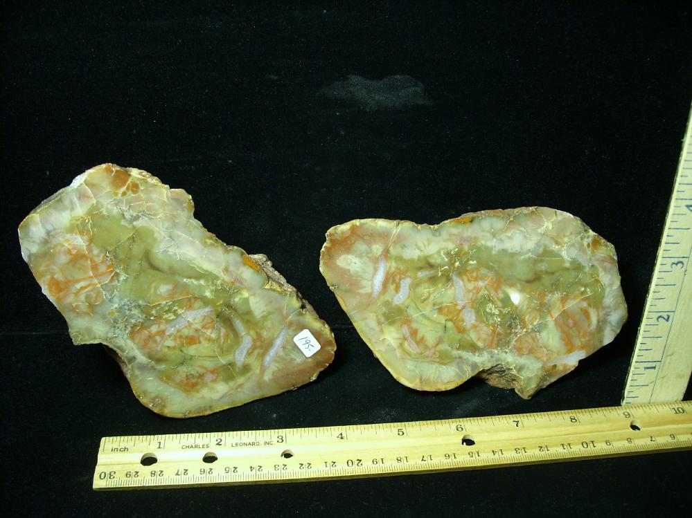 dinosaur coprolite