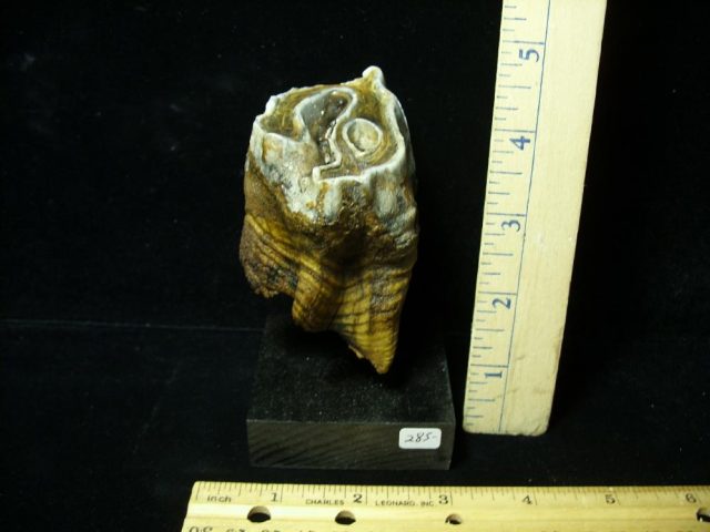 Prehistoric Wooly Rhinoceros Tooth(048721b) - Image 2