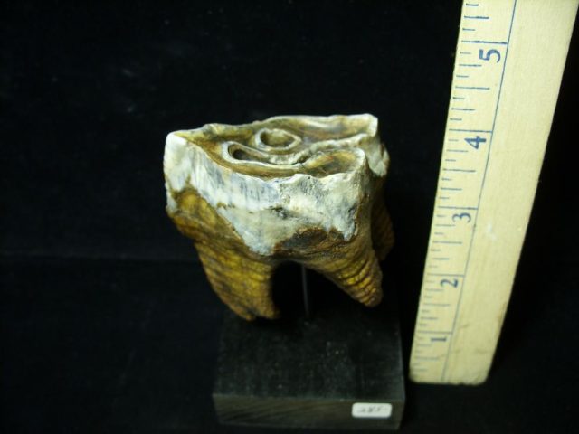 Prehistoric Wooly Rhinoceros Tooth(048721b)