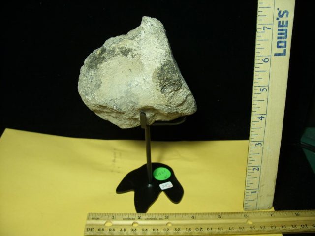 Camarasaurus (Long neck Dinosaur) Tail Vertebra  (041021n)