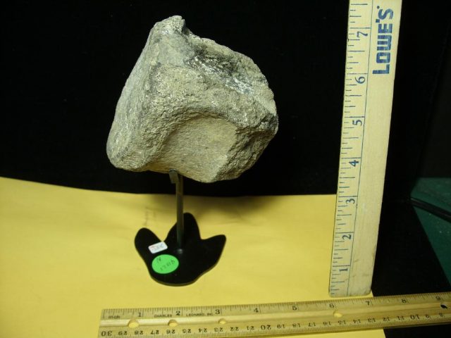 Camarasaurus (Long neck Dinosaur) Tail Vertebra  (041021n) - Image 2