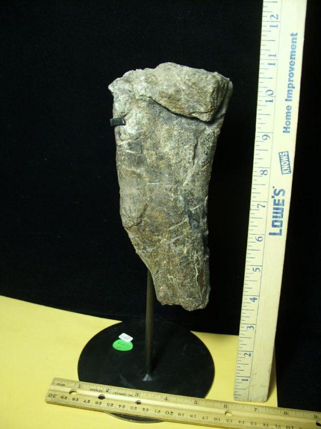 Partial Dinosaur Humerus Bone (041021p) - The Stones & Bones Collection