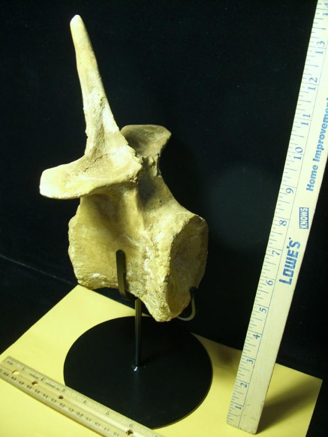 Spinosaur Dinosaur Tail Vertebra (050621a) - Image 2