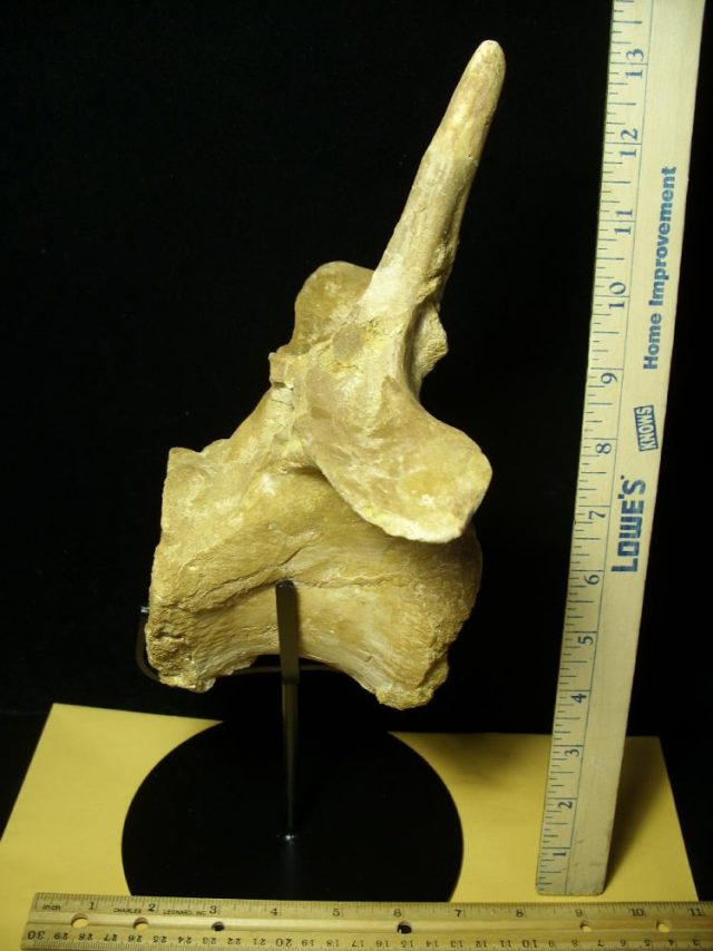 Spinosaur Dinosaur Tail Vertebra (050621a)