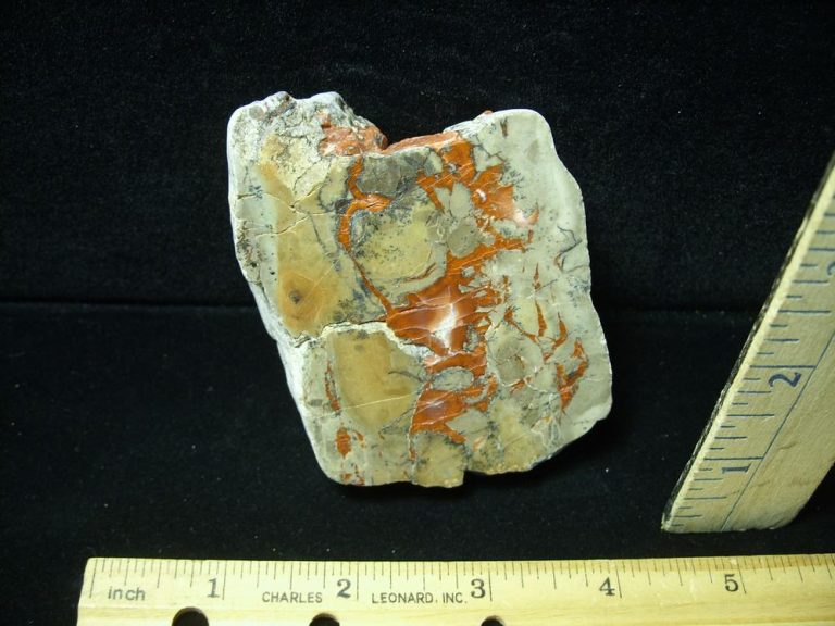 dinosaur coprolite for sale