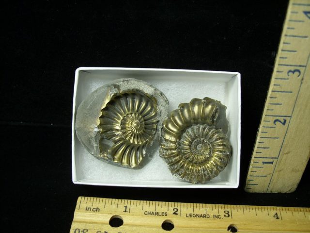 Pyritized Fossil Ammonite  (051521f)