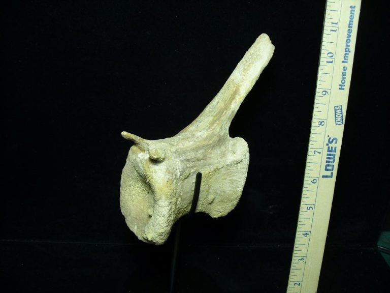 dinosaur tail vertebrae