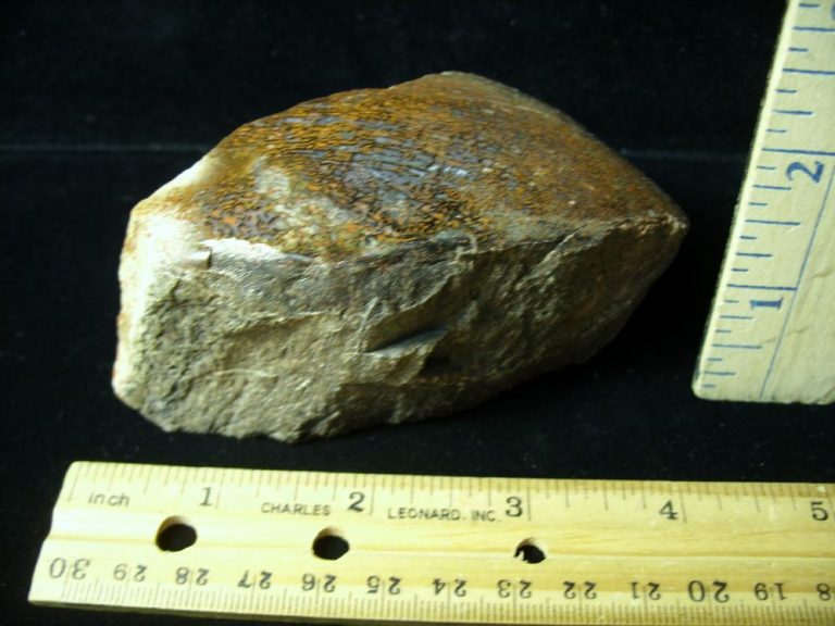 dinosaur gem bone