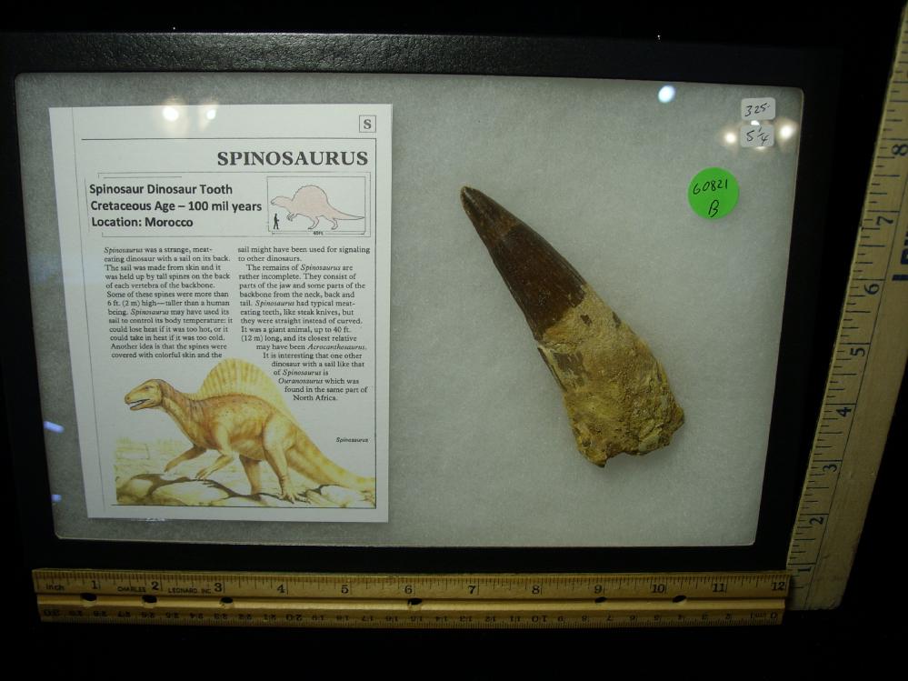 Extra Large Authentic Spinosaur Dinosaur Tooth (060821b) - The Stones 