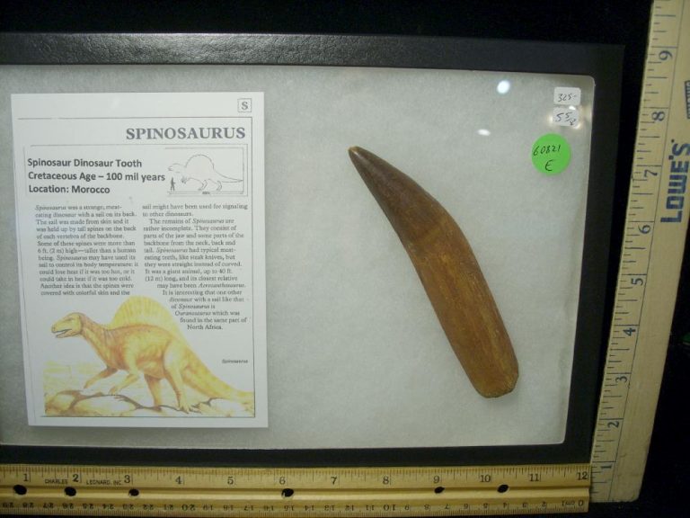 authentic dinosaur tooth