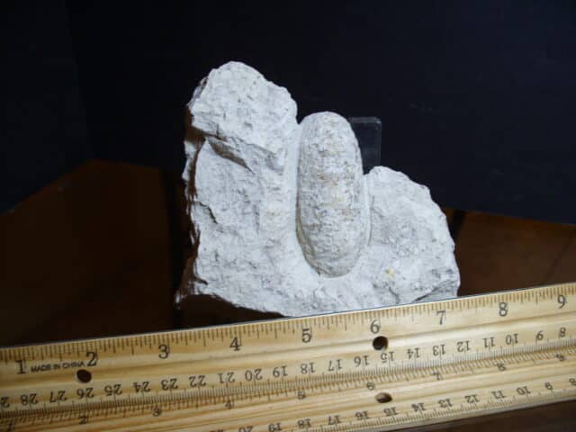 Fossil Crocodile Egg (012725d)