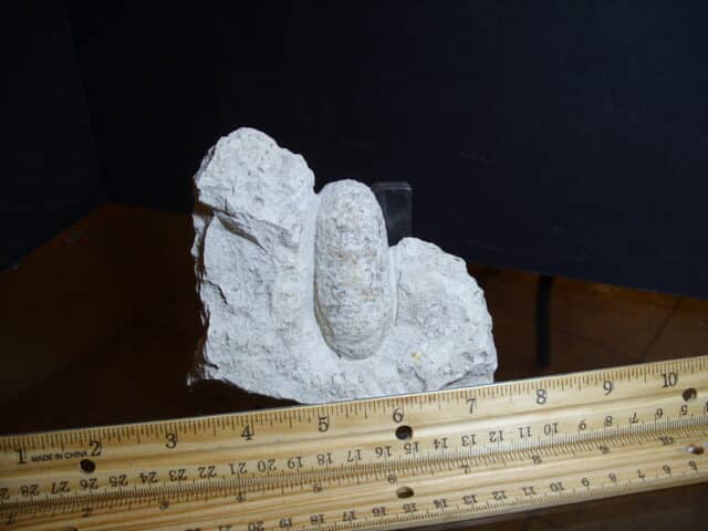 Fossil Crocodile Egg (012725d) - Image 2