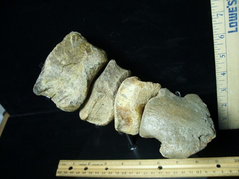 Large Hadrosaur “Duckbill Dinosaur” Toe Bones and hoof (091521m) - The ...