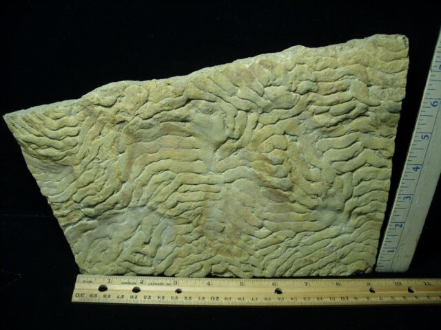 Stromatolite/Microbial Mat (102721v)