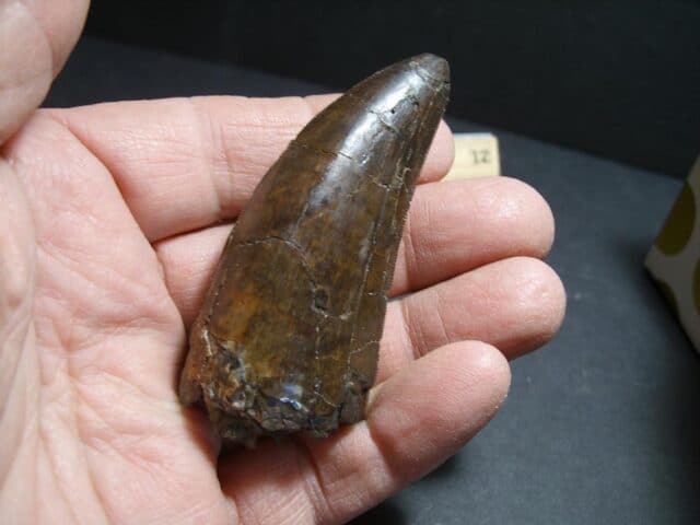 T rex Dinosaur Tooth (012322k)...ON HOLD for Bob E 02/07/22