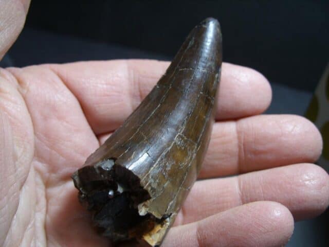 T rex Dinosaur Tooth (012322k)...ON HOLD for Bob E 02/07/22 - Image 2