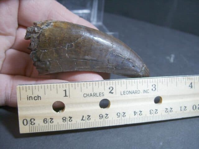 T rex Dinosaur Tooth (012322k)...ON HOLD for Bob E 02/07/22 - Image 6