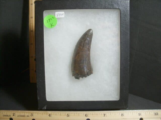 T rex Dinosaur Tooth (012322k)...ON HOLD for Bob E 02/07/22 - Image 7