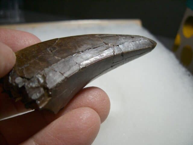 T rex Dinosaur Tooth (012322k)...ON HOLD for Bob E 02/07/22 - Image 3