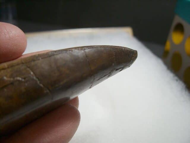 T rex Dinosaur Tooth (012322k)...ON HOLD for Bob E 02/07/22 - Image 4