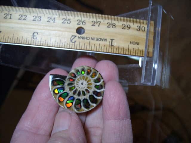 Ammonite/Ammolite  Specimen (013025j)