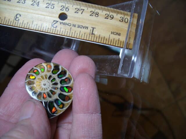 Ammonite/Ammolite  Specimen (013025j) - Image 2