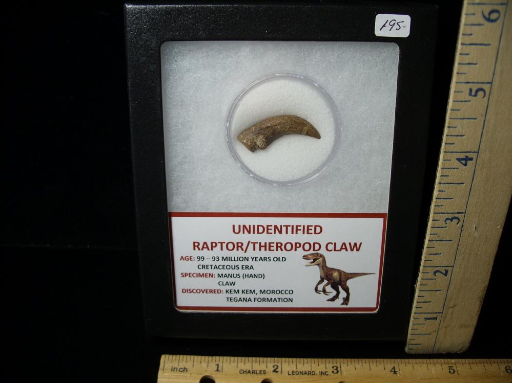 Beautiful Raptor Claw - Tegana Formation (#4761) For Sale 